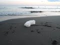 pekingese dog amechang and sea