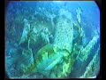 Unique mating Wobbegongs Unique mating Wobbegongs