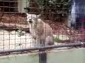 Zielige lynx Zielige lynx