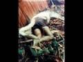 videos de High Graphic Content -  Snake Eating Man!
