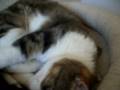 Cute, Shy Cat