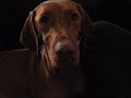 Hvolpur a� f� pela puppy getting fed milk