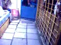 edz