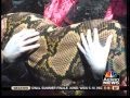 masyaallah...besarnya ular sawa nih.... (video)