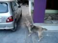 Dog Fight: Cute Tug Of War \"Dona Vs Lucy\" III Dog Fight: Cute Tug Of War \"Dona Vs Lucy\" III