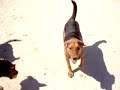 some dogs of the shelter chasing balls