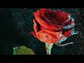 Martin Garrix & David Guetta - So Far Away (fe