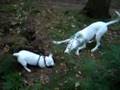 Dogo Argentino video