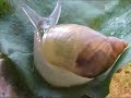 Leucochloridium paradoxum - free flv video @ vwatch.tv