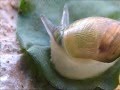 Leucochloridium paradoxum