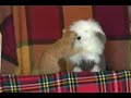 Wuffi vs. Mr Cat Wuffi vs. Mr Cat