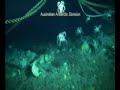 Dance of the Feather Stars