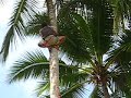 Costa Rican Climbing a Palm Tree  Part 1