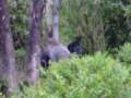 videos de UN GORILA EN ACCION