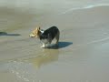 Jack @ The Beach