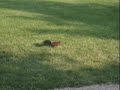 Crazy squirrel looks cute then hits camera guy Crazy squirrel looks cute then hits camera guy