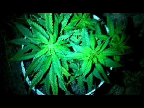 how to transplant autoflower