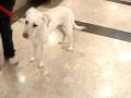 videos de Kilroy