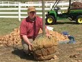Go Green: Plant a Tree