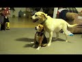 Insane Doggy Playtime