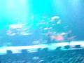 Korn,Got the Life, Lille, 06/06/06