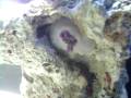 Video Anemona