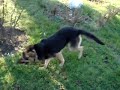 NOBLE NOBLE BELÇ?KA WOLF DOG NOBLE NOBLE BELÇ?KA WOLF DOG