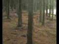 recogne by bastogne there are many foxholes in the forest