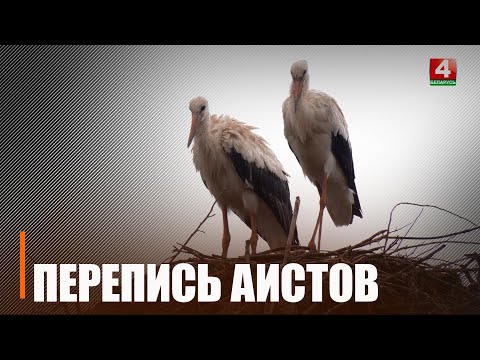 Пад Гомелем правялі перапіс насельніцтва белых буслоў видео