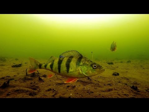 поведение судака под водой видео поведение судака по-под вплавь видео
