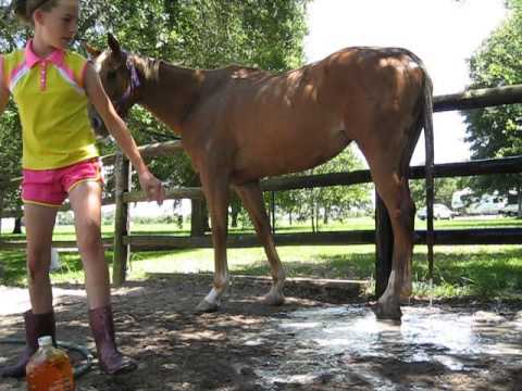 how to whiten horse tail