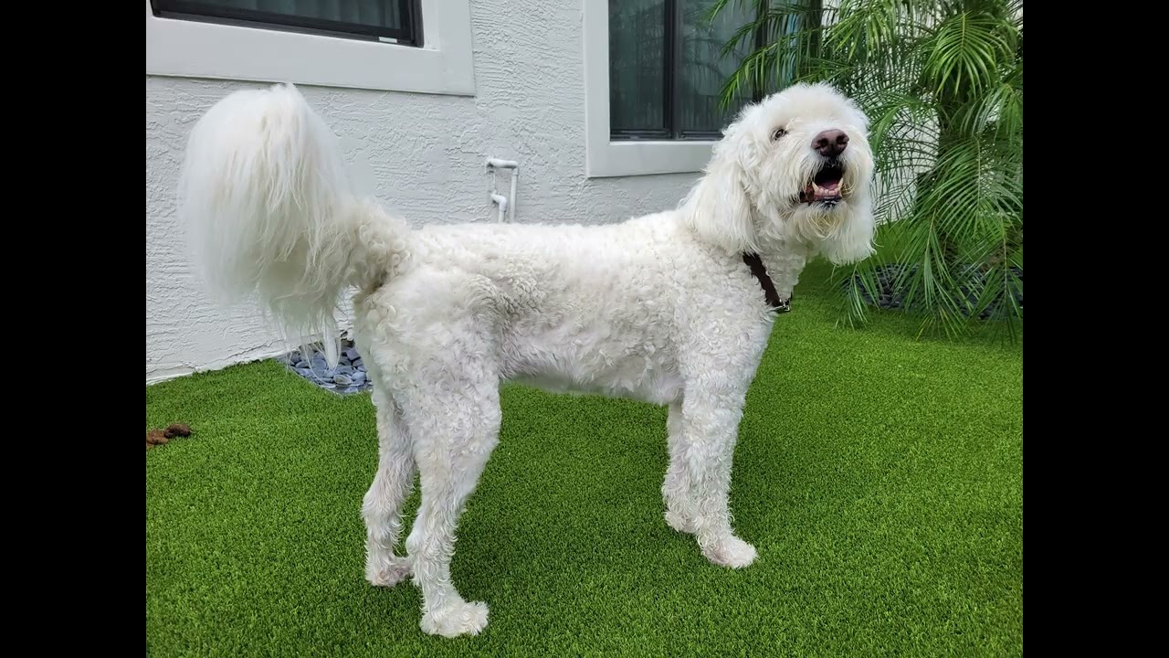 Gily enjoying a weekend with Delray Dog Walks