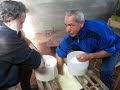 formaggio Pecorino Sardo fatto in casa formaggio Pecorino Sardo fatto in casa