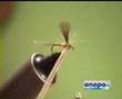 Efemera en parachute
