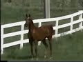 Matthias Arabians - LM Olivia