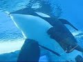 Rose and Tillikum