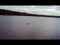 ducks taking flight