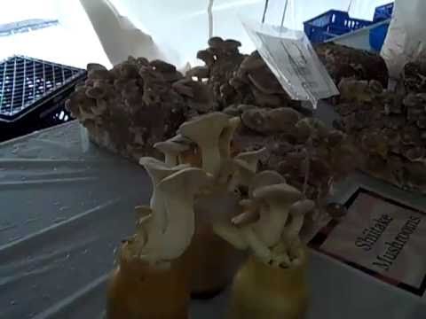 mushroom cultivation - Today I asked Peter Gray to describe how mushrooms are grown and I filmed it for You Tube as an educational video. Thanks for introducing me and my viewers t...