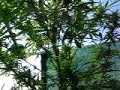 MON JARDIN SUR LE BALCON...