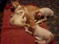videos de Mamá y sus 4 Gatitos