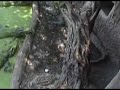 Crocodile Fishing In Thailand # 2