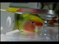 Lovebird?OPi ? ?????????????????????? Lovebird?OPi ? ??????????????????????