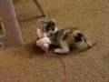 Chloe vs. Pink Bear