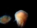 Jellyfish at Alaska SeaLife Center