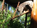Koala moving at light speed Koala moving at light speed
