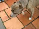 vini passeando com o cão!
