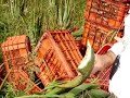 ALOES, VERA OU ALOE VERA WWW.LYDEHA.COM