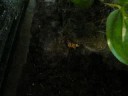 stents birdeater catching a cricket stents birdeater catching a cricket