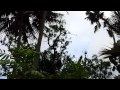 I uploaded a @YouTube video http://t.co/aShE9DLv Bats of Sydney 12