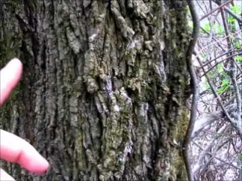 how to harvest slippery elm bark